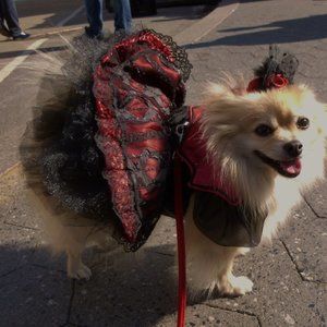 DOG  HANDMADE RED/BLACK GOTHIC DRESS AND HAT